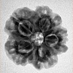 1MK(Underdeveloped) 22.5mm 3.45gm - Inverse xray