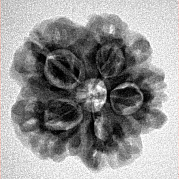 1MK(Underdeveloped) 22.5mm 3.45gm - Inverse xray