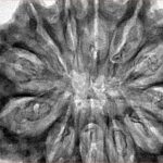 12 Mukhi Rudraksha 36.7mm 8.5gm - Inverse xray