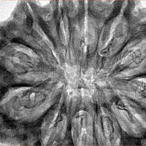 12 Mukhi Rudraksha 36.7mm 8.5gm - Inverse xray