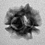 2 Mukhi Rudraksha 15mm 0.86gm - Inverse xray