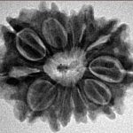 12 Mukhi Rudraksha 25.9mm 4.22gm - Inverse xray