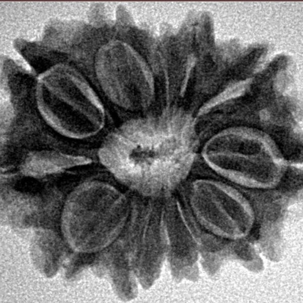 12 Mukhi Rudraksha 25.9mm 4.22gm - Inverse xray