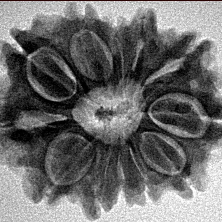 12 Mukhi Rudraksha 25.9mm 4.22gm - Inverse xray