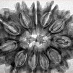 11 Mukhi Rudraksha 31.9mm 7.39gm - Inverse xray