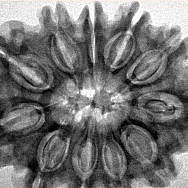 11 Mukhi Rudraksha 31.9mm 7.39gm - Inverse xray