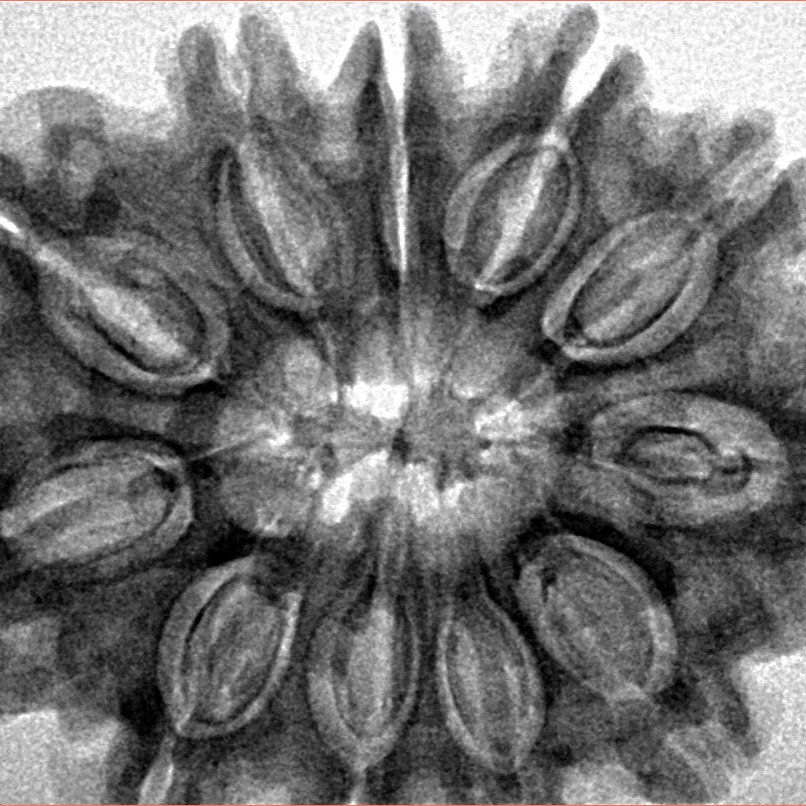 11 Mukhi Rudraksha 31.9mm 7.39gm - Inverse xray