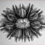 12 Mukhi Rudraksha 25.5mm 3.74gm - Inverse xray