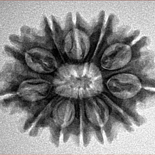 12 Mukhi Rudraksha 25.5mm 3.74gm - Inverse xray