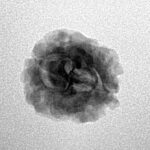 2 Mukhi Rudraksha 21.7mm 1.48gm - Inverse xray