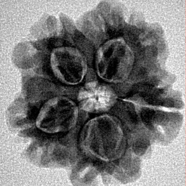 1MK(Underdeveloped) 22.5mm 3.78gm - Inverse xray