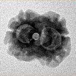 2 Mukhi Rudraksha 17.8mm 1.48gm - Origin: Nepal - Inverse xray