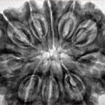 10 Mukhi Rudraksha 35.2mm 8.36gm - Inverse xray