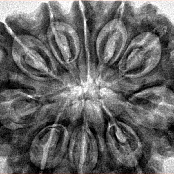 10 Mukhi Rudraksha 35.2mm 8.36gm - Inverse xray