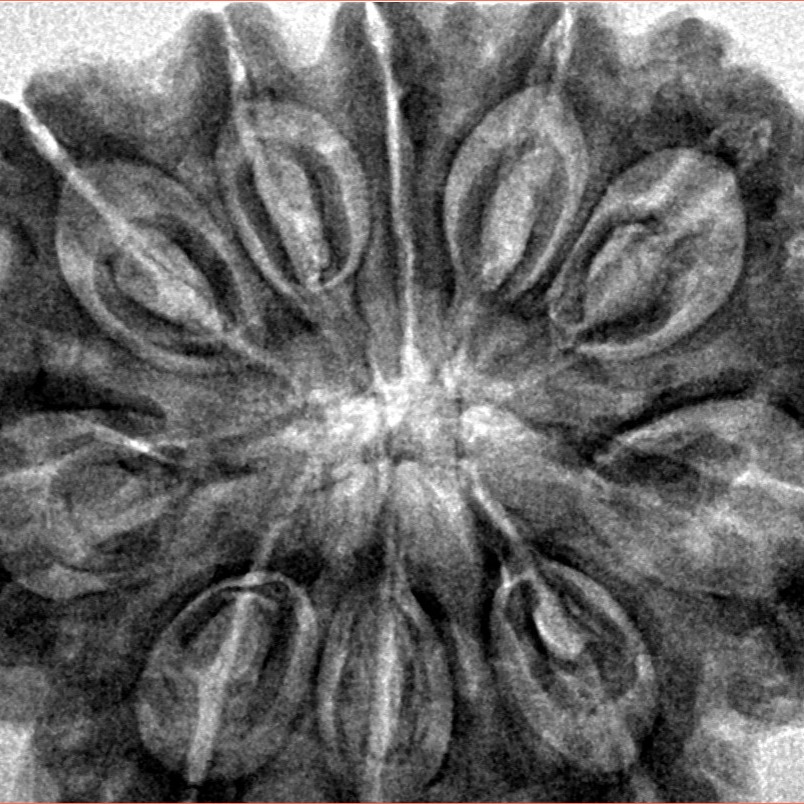 10 Mukhi Rudraksha 35.2mm 8.36gm - Inverse xray