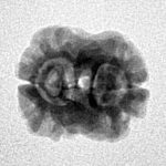 2 Mukhi Rudraksha 20.3mm 1.57gm - Inverse xray