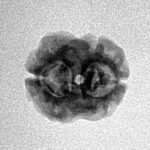 2 Mukhi Rudraksha 17.2mm 1.19gm - Inverse xray