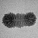 27 Mukhi Rudraksha 14.9mm 0.36gm - Inverse xray