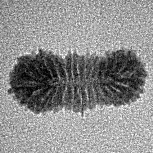 27 Mukhi Rudraksha 14.9mm 0.36gm - Inverse xray