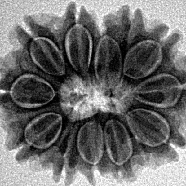 12 Mukhi Rudraksha 22.7mm 3gm - Inverse xray