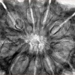 10 Mukhi Rudraksha 36mm 8.49gm - Inverse xray