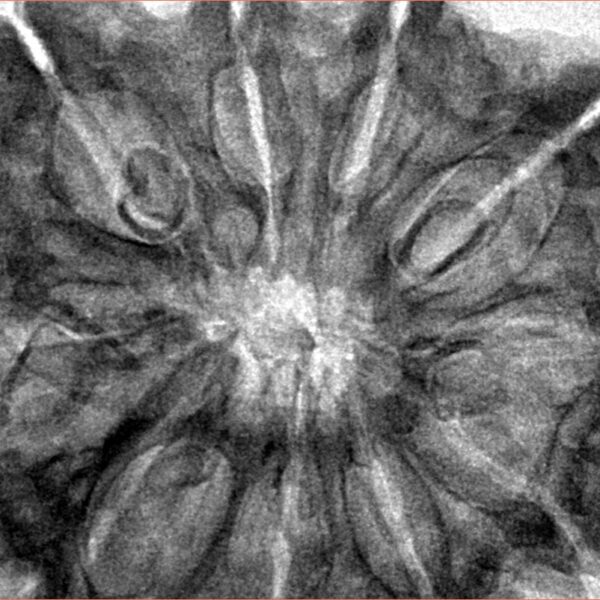 10 Mukhi Rudraksha 36mm 8.49gm - Inverse xray