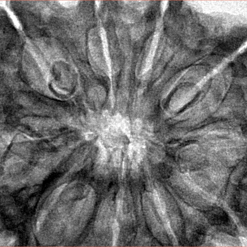 10 Mukhi Rudraksha 36mm 8.49gm - Inverse xray