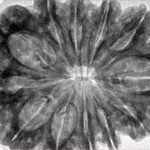 12 Mukhi Rudraksha 35.1mm 7.75gm - Inverse xray