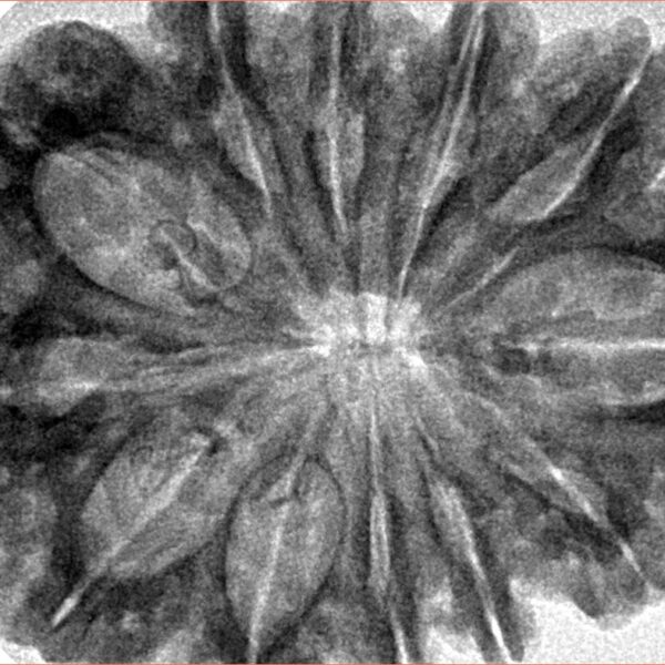 12 Mukhi Rudraksha 35.1mm 7.75gm - Inverse xray