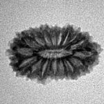 16 Mukhi Rudraksha 19.8mm 1.44gm - Inverse xray