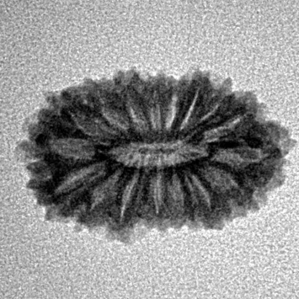 16 Mukhi Rudraksha 19.8mm 1.44gm - Inverse xray