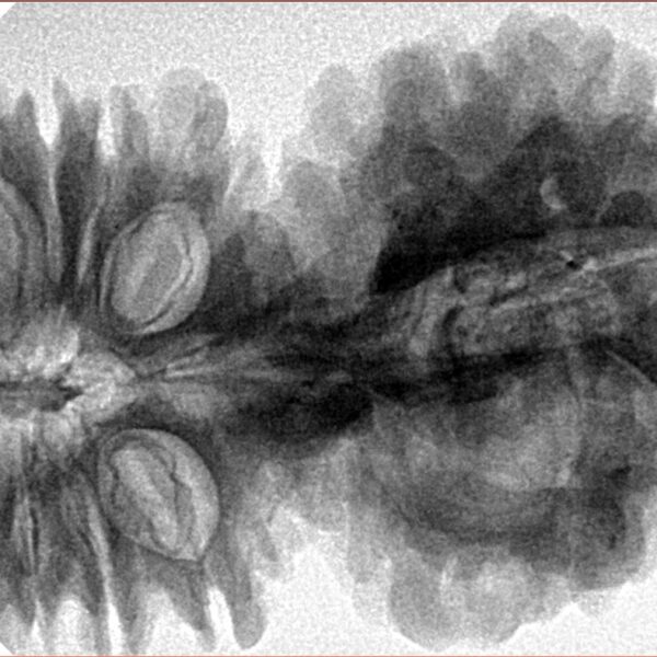 21 Mukhi Gaurishankar 47.2mm 11.1gm - Inverse xray