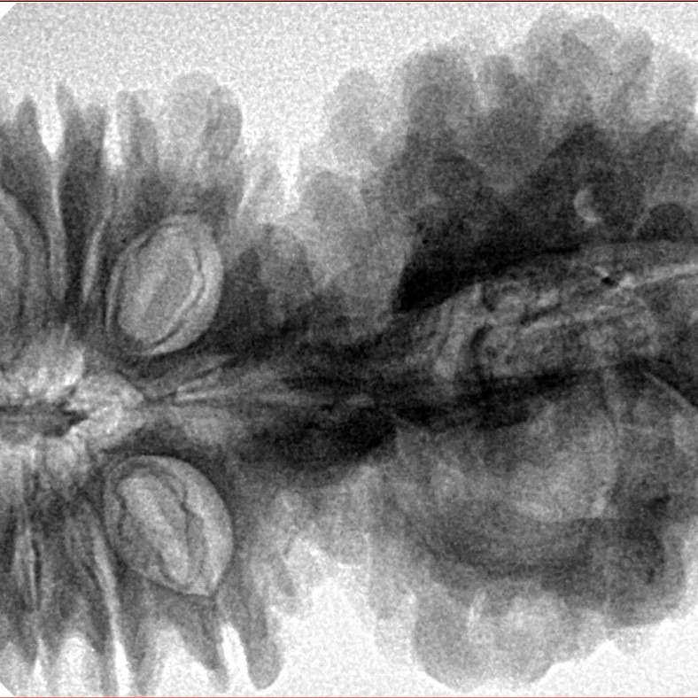 21 Mukhi Gaurishankar 47.2mm 11.1gm - Inverse xray