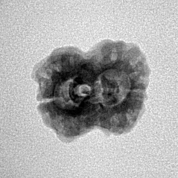 2 Mukhi Rudraksha 22.6mm 1.77gm - Inverse xray