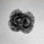 2 Mukhi Rudraksha 21.7mm 1.58gm - Inverse xray