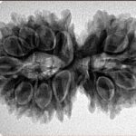 15 Mukhi Gaurishankar 33.4mm 5.7gm - Inverse xray