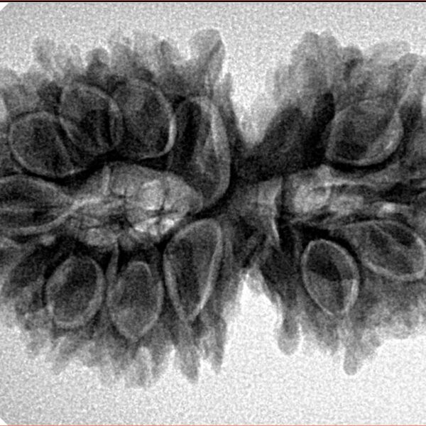 15 Mukhi Gaurishankar 33.4mm 5.7gm - Inverse xray