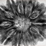 12 Mukhi Rudraksha 32.4mm 7.98gm - Inverse xray