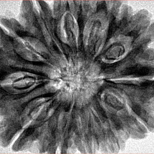 12 Mukhi Rudraksha 32.4mm 7.98gm - Inverse xray