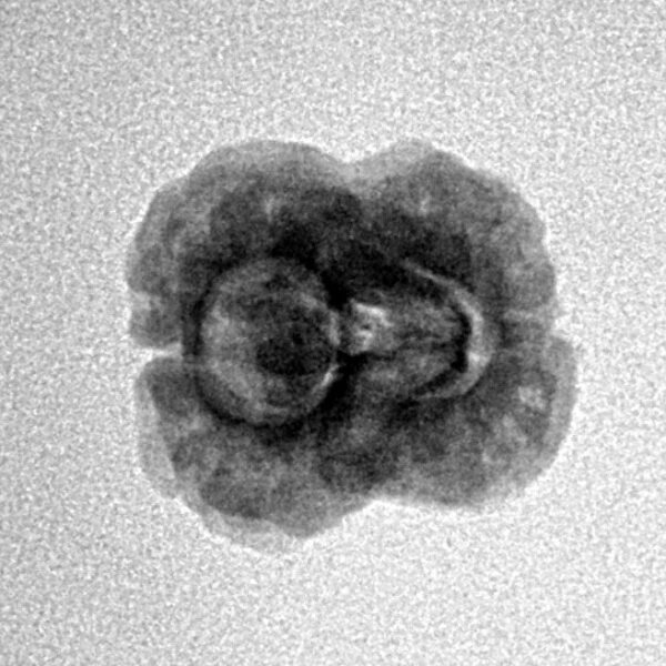 2 Mukhi Rudraksha 20mm 1.63gm - Inverse xray