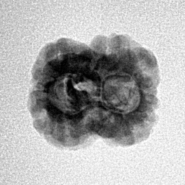 2 Mukhi Rudraksha 23mm 1.86gm - Inverse xray