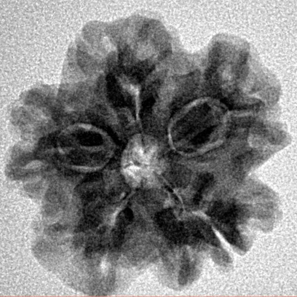 1MK(Underdeveloped) 22.3mm 3.66gm - Inverse xray