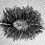 12 Mukhi Rudraksha 21.9mm 2.44gm - Inverse xray