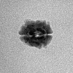 2 Mukhi Rudraksha 11.4mm 0.36gm - Inverse xray