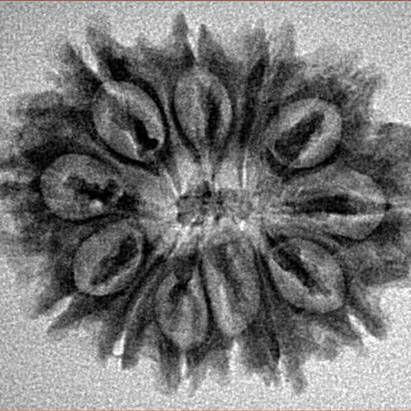 12 Mukhi Rudraksha 27.1mm 3.67gm - Inverse xray