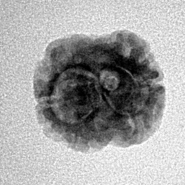 2 Mukhi Rudraksha 19.8mm 1.46gm - Inverse xray