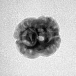 2 Mukhi Rudraksha 20.2mm 1.3gm - Inverse xray