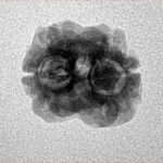 2 Mukhi Rudraksha 18.3mm 1.57gm - Inverse xray