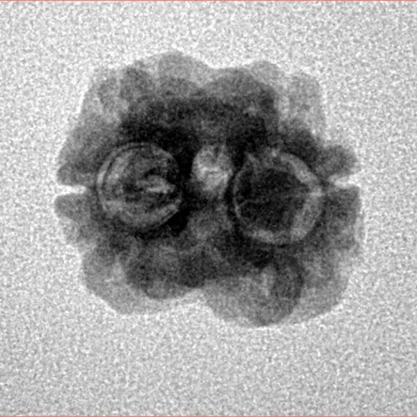 2 Mukhi Rudraksha 18.3mm 1.57gm - Inverse xray