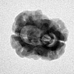 2 Mukhi Rudraksha 22.2mm 1.76gm - Inverse xray